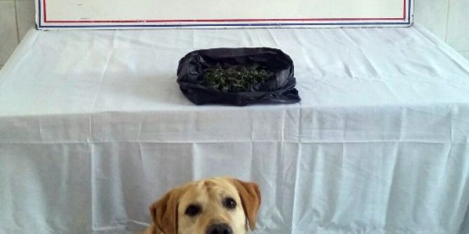 Afyonkarahisar’da Jandarmadan Esrar Operasyonu