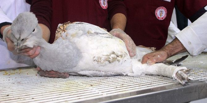 Yaralı Toy Kuşu Tedavi Altına Alındı