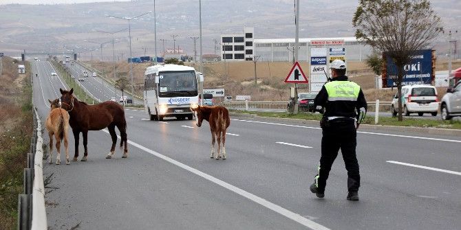 Başıboş Atlar En İşlek Saate Trafiği Aksattı