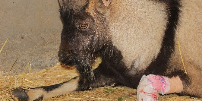 Yaralı Dağ Keçisinin Ayağı Kesildi