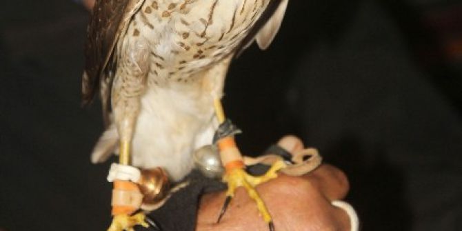 Atmaca Tutkunları Atmacalarını Yarıştırdı