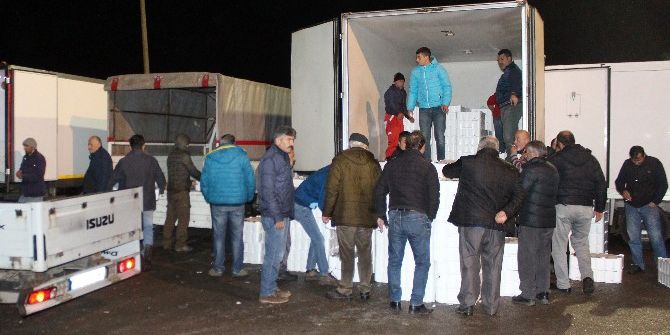 Balık Halinde Kıyasıya Rekabet