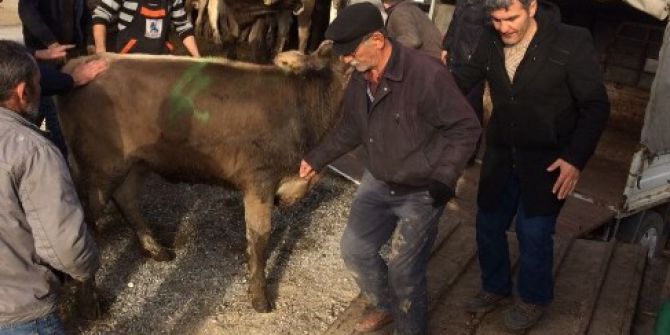 Emet’te Bayan Çiftçilere Düve Dağıtıldı