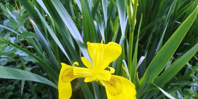 Türkiye’nin Sucul Ve Karasal Bitki Haritası Belirlenecek