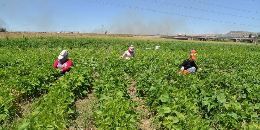 Kent Bostanı İlk Ürünlerini Vermeye Başladı