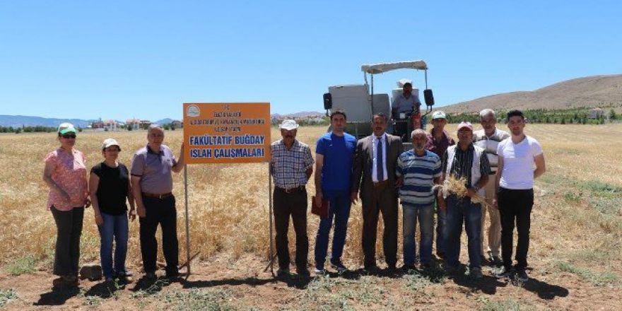 Elazığ’da Kışlık Ekmek Buğdayı Hasadı Yapıldı