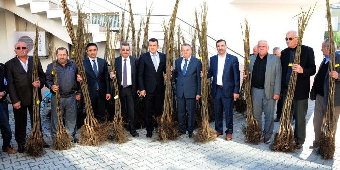 Büyükşehir Belediyesi’nden Çiftçilere 12 Bin Ceviz Fidanı