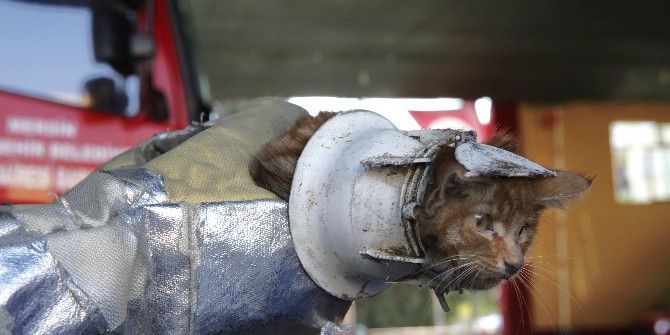 Kafasını ’Wc Matik’e Sıkıştıran Minik Kedi Zor Anlar Yaşattı