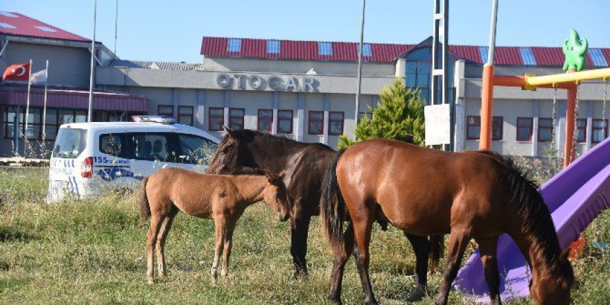 Yabani Atlar Şehre İndi