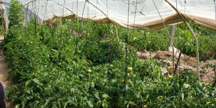 Tokat’ta Hava Şartları Sebze Hasadını Geciktirdi