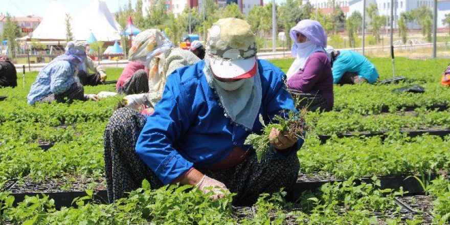 Ormanların Eli Çamurlu Anaları