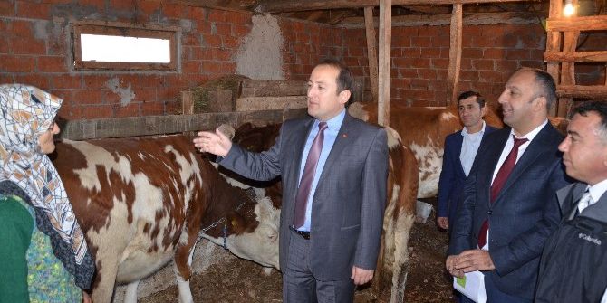 İznikli Besicilere Sığır Dağıtıldı