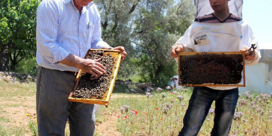 Kovan Arttı, Üretim Düştü