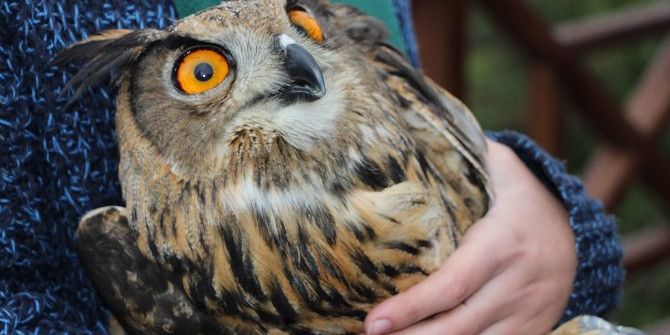 Tedavisi Tamamlanan Yırtıcı Kuşlar Doğaya Bırakıldı