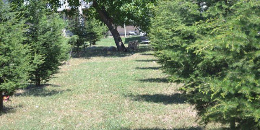 Köpekler Koyunu Böyle Parçaladı