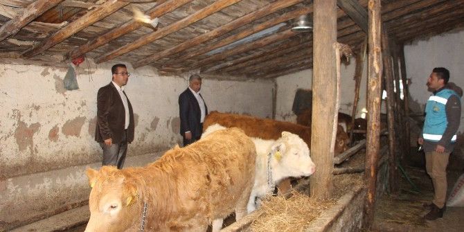 Hisarcık’ta 3 Bayan Çiftçiye 18 Damızlık Düve