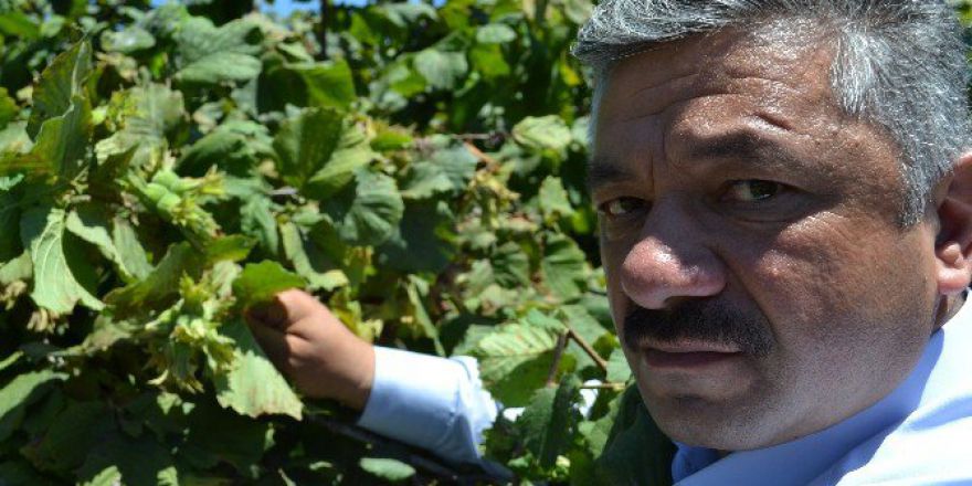 Fındıkta Rekolte Değerlendirmesi