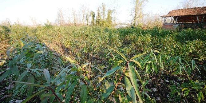 Büyükşehir Sahip Çıktı, Şeftali Üretimi Geri Dönüyor
