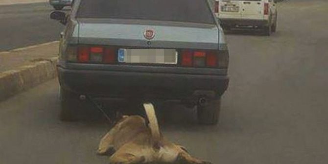 Tekirdağ’da Köpeğe Yapılan İşkence Kan Dondurdu