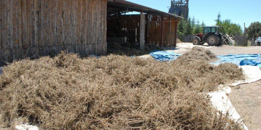 Lisinia’ya Da Kekik Kokusu