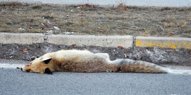 Erzurum’da Aracın Çarptığı Tilki Telef Oldu