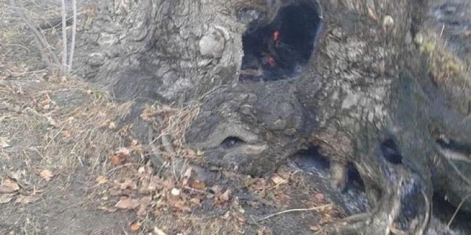 Ceviz Bahçesinde Yangın