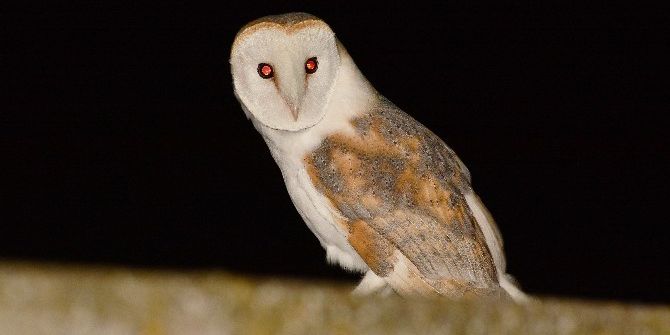 Bursa’da Peçeli Baykuş Operasyonu