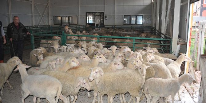 Önce Koyunları Tahliye Ettiler, Sonra Yıktılar