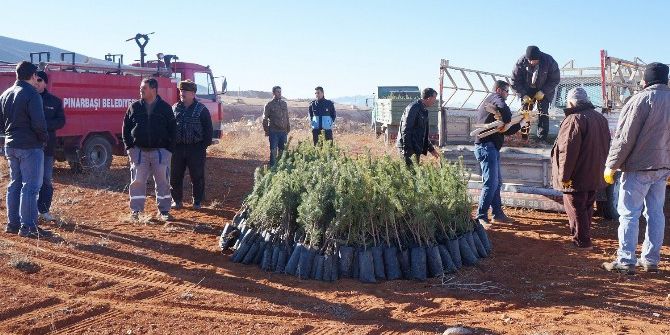 Mermer Ocakları Yeşilleniyor