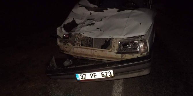 Otomobilin Çarptığı At Telef Oldu