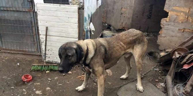 Sosyal Medyayı Ayağa Kaldıran Köpek De Sahibi De Bulundu