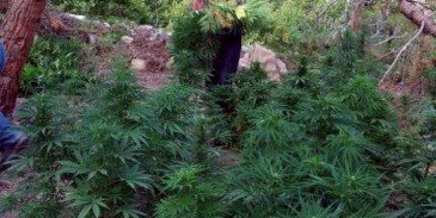 Bozdoğan’da Yasa Dışı Ekim Operasyonu