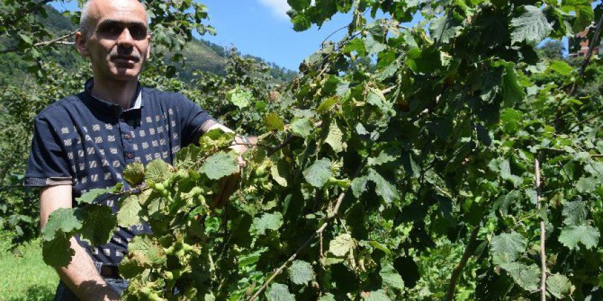 Tek Elden Açıklanan Fındık Rekoltesi Karmaşayı Ortadan Kaldırdı