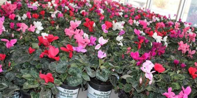 Başkan Akdoğan’dan Öğretmenlere Çiçek Jesti