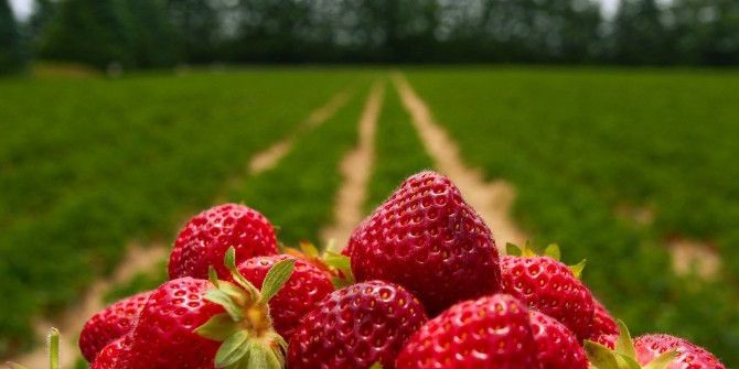 İnegöl’de "Çilek Çalıştayı"