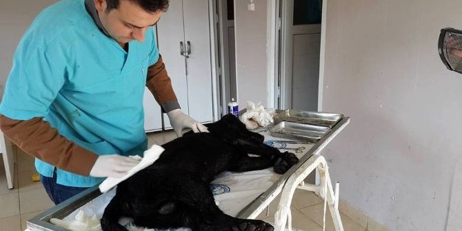 Havuza Düşen Köpek Kurtarılarak Tedavi Altına Alındı