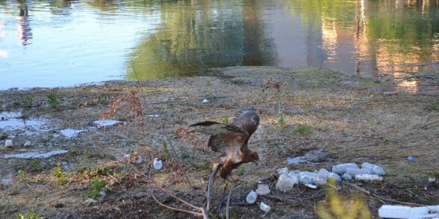 Ceyhan Nehri’ne Düşen Yaralı Doğanı İtfaiye Kurtardı