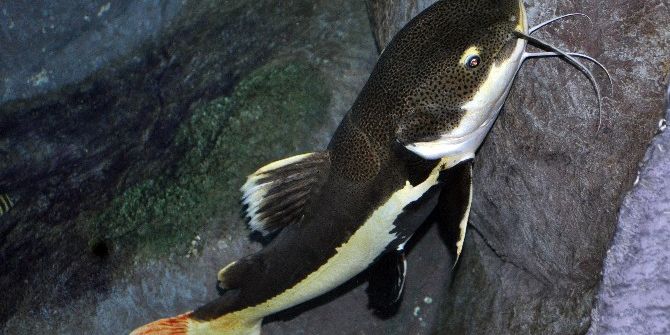 Kırmızı Kuyruklu Kedi Balığı Aqua Vega’da Meraklılarını Bekliyor