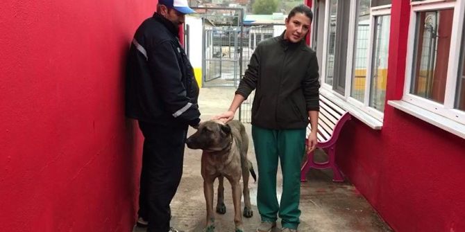 İşkenceden Kurtarılan Köpek Yeni Sahibini Bekliyor