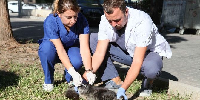Bayraklı’da Kuduz Aşısı Seferberliği