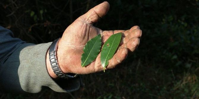Defne İstihdam Kaynağı Oldu