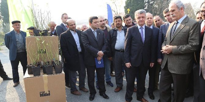 Bursa’da ‘Yaban Mersini’ Dönemi