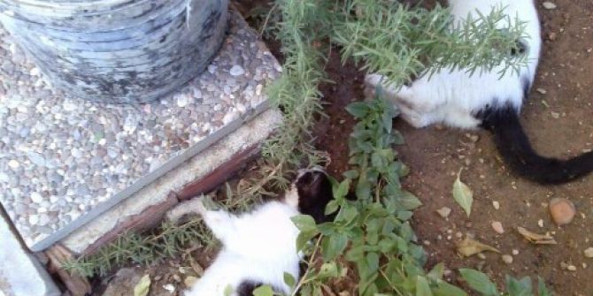 Manavgat’ta 2 Kedi Daha Ölü Bulundu