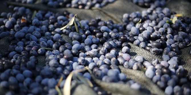 Zeytinde Sinek Problemi Üreticinin Belini Büktü