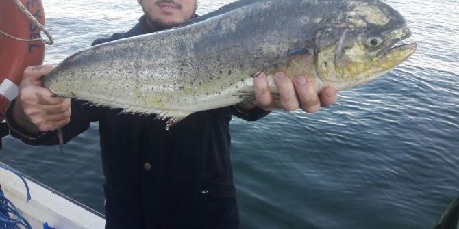 Marmara’da Bir İlk...balıkçılar Da Şok Oldu