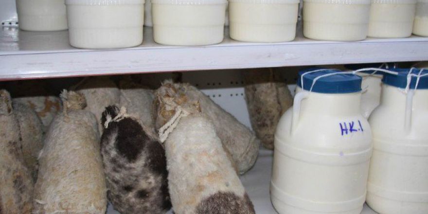 Sezonun Tulum Peyniri Raflarda