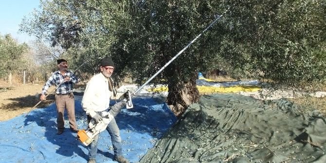 Zeytin Hasadında Makine Kolaylığı