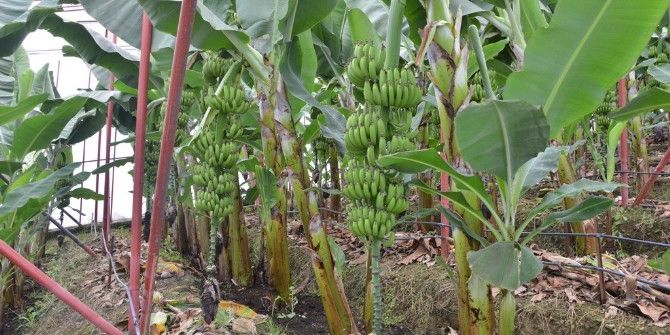 Orman Bölge Müdürlüğü’nden 17 Aileye Muz Üretimi Kredisi