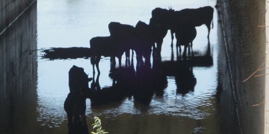 Hayvanların İlginç Sıcaktan Korunma Yöntemi