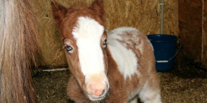 Pony Park’ta Bebek Pony Sevinci